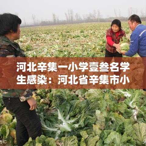 河北辛集一小学壹叁名学生感染：河北省辛集市小学名单