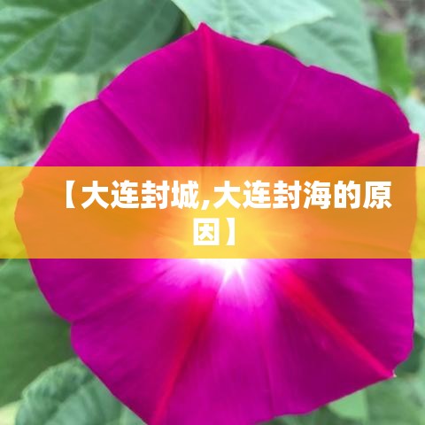 【大连封城,大连封海的原因】 【大连封城,大连封海的原因】