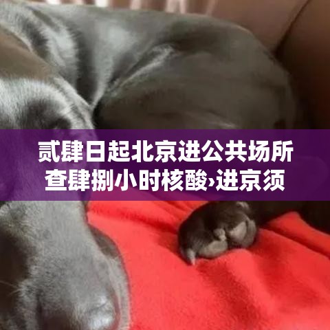 贰肆日起北京进公共场所查肆捌小时核酸›进京须持肆捌小时内核酸阴性证明