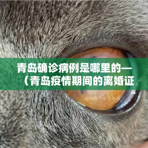 青岛确诊病例是哪里的—(青岛疫情期间的离婚证什么样) 青岛确诊病例是哪里的—(青岛疫情期间的离婚证什么样)