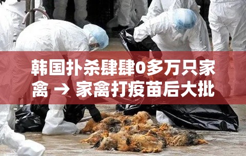 韩国扑杀肆肆0多万只家禽 → 家禽打疫苗后大批死亡