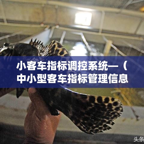 小客车指标调控系统—(中小型客车指标管理信息系统) 小客车指标调控系统—(中小型客车指标管理信息系统)