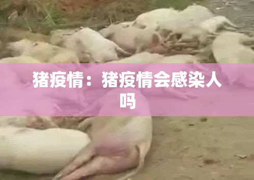 猪疫情：猪疫情会感染人吗